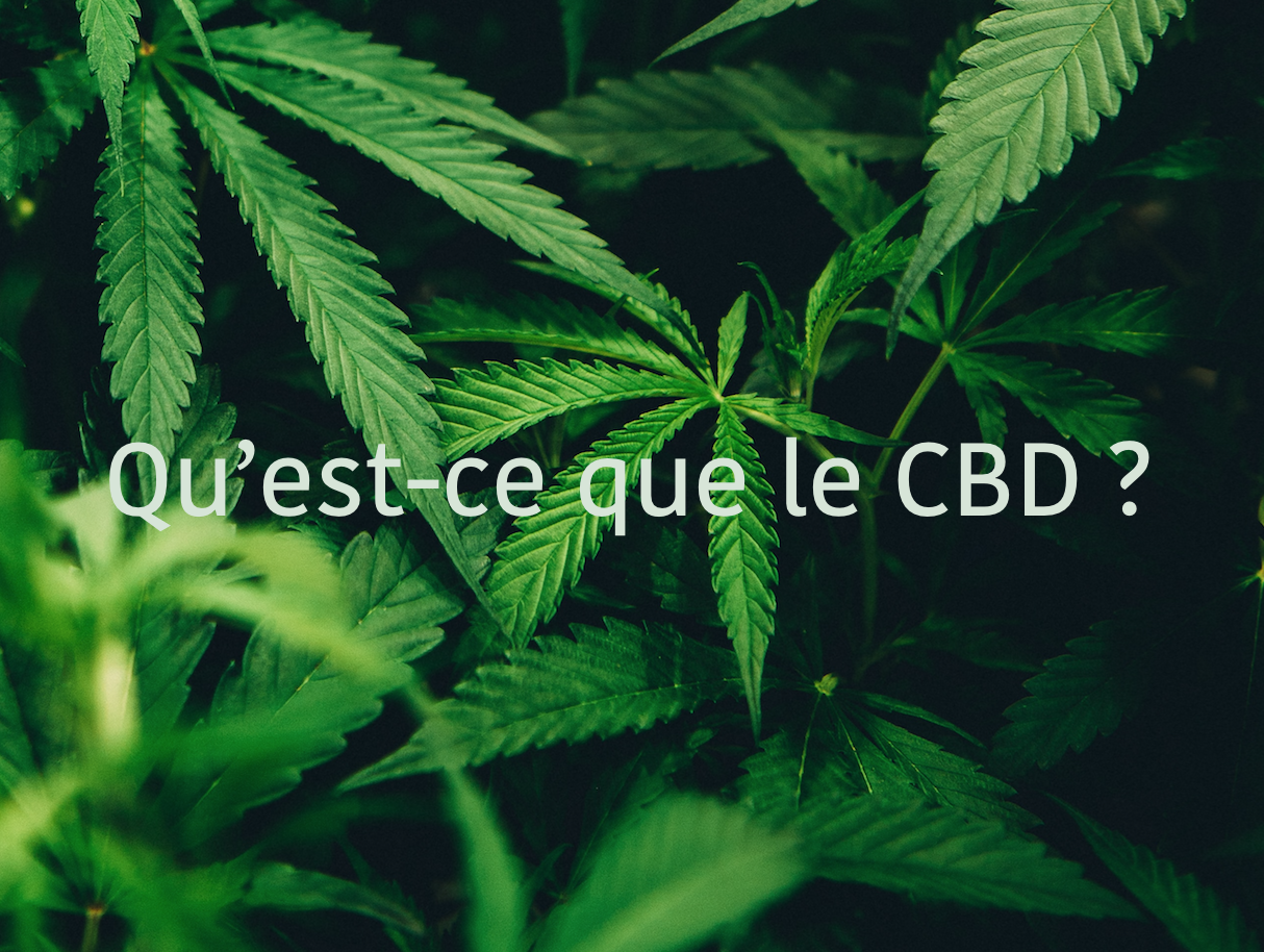 Qu'est-ce Que Le CBD ? L Guide Et Conseils (2020)